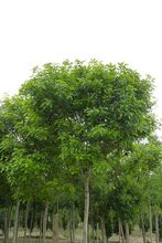 Quercus palustris 'Compacta'