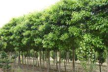 Quercus palustris 'Compacta'