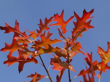 Quercus palustris 'Compacta'