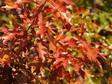 Quercus palustris 'Compacta'