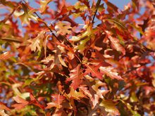 Quercus palustris 'Compacta'