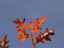 Quercus palustris 'Compacta'