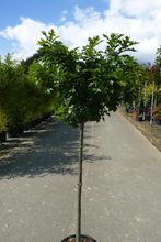 Quercus palustris 'Green Dwarf'