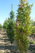 Quercus palustris 'Green Pillar'