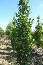 Quercus palustris 'Green Pillar'