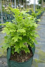 Quercus palustris 'Isabel'
