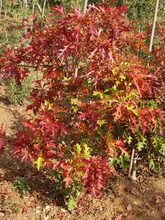 Quercus palustris 'Swamp Pygmy'