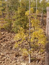 Quercus palustris 'Swamp Pygmy'