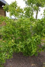 Quercus palustris 'Swamp Pygmy'