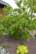 Quercus palustris 'Swamp Pygmy'