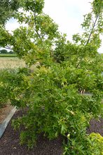 Quercus palustris 'Swamp Pygmy'