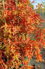 Quercus palustris 'Swamp Pygmy'