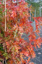 Quercus palustris 'Swamp Pygmy'