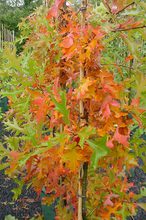 Quercus palustris 'Swamp Pygmy'