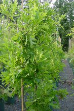 Quercus palustris 'Swamp Pygmy'