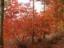 Quercus palustris