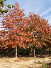 Quercus palustris