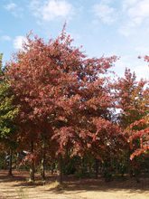 Quercus palustris