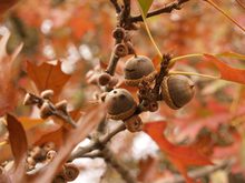 Quercus palustris