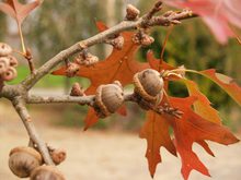 Quercus palustris