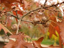 Quercus palustris