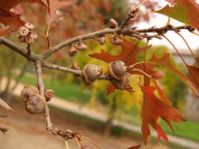 Quercus palustris