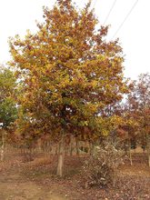 Quercus petraea