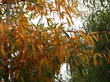 Quercus phellos