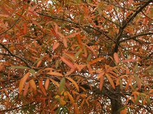 Quercus phellos