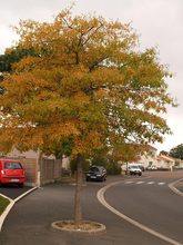 Quercus phellos