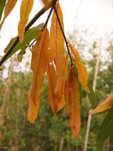 Quercus phellos