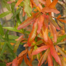 Quercus phellos