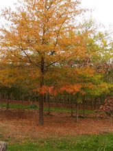 Quercus phellos