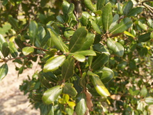 Quercus phillyraeoides