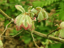 Quercus pyrenaica