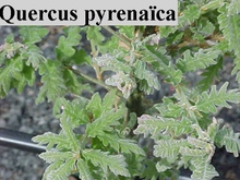 Quercus pyrenaica