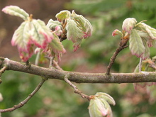 Quercus pyrenaica