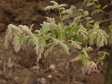 Quercus pyrenaica