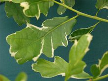 Quercus robur 'Argenteomarginata'