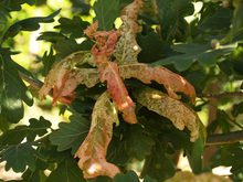 Quercus robur 'Aurea Bicolor'