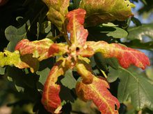 Quercus robur 'Aurea Bicolor'