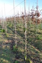 Quercus robur 'Compacta'