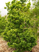 Quercus robur 'Compacta'