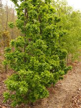 Quercus robur 'Compacta'