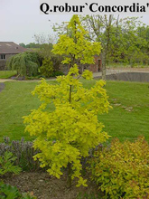 Quercus robur 'Concordia'