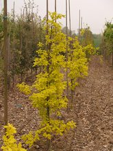 Quercus robur 'Concordia'