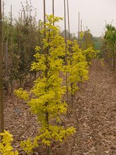 Quercus robur 'Concordia'