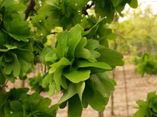 Quercus robur 'Cristata'