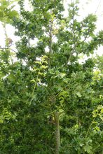 Quercus robur 'Cristata'