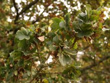 Quercus robur 'Cristata'